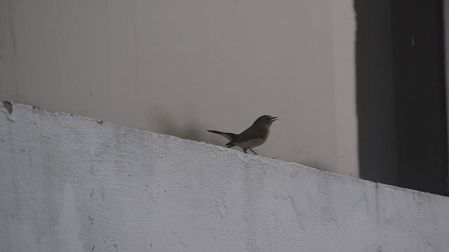 חטפית טאיגה - ML646637178