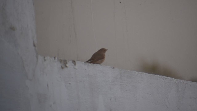 חטפית טאיגה - ML646637180