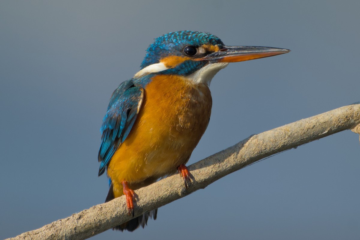 Eisvogel - ML646637181