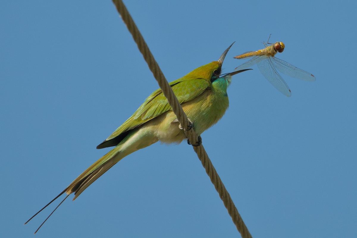 Bronzescheitel-Smaragdspint - ML646637186