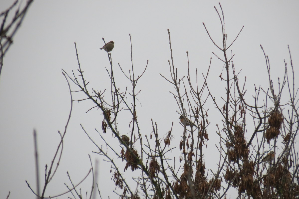 Вьюрок - ML646637187