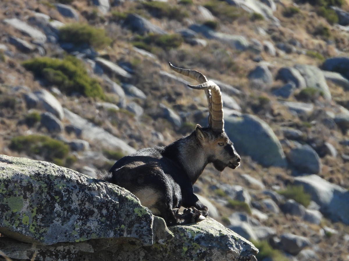 Western Spanish Ibex - ML646637194