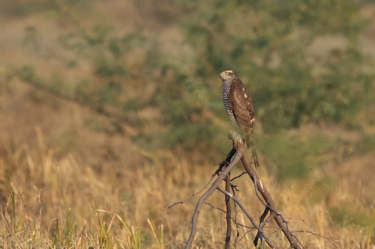 Sparviere - ML646637195