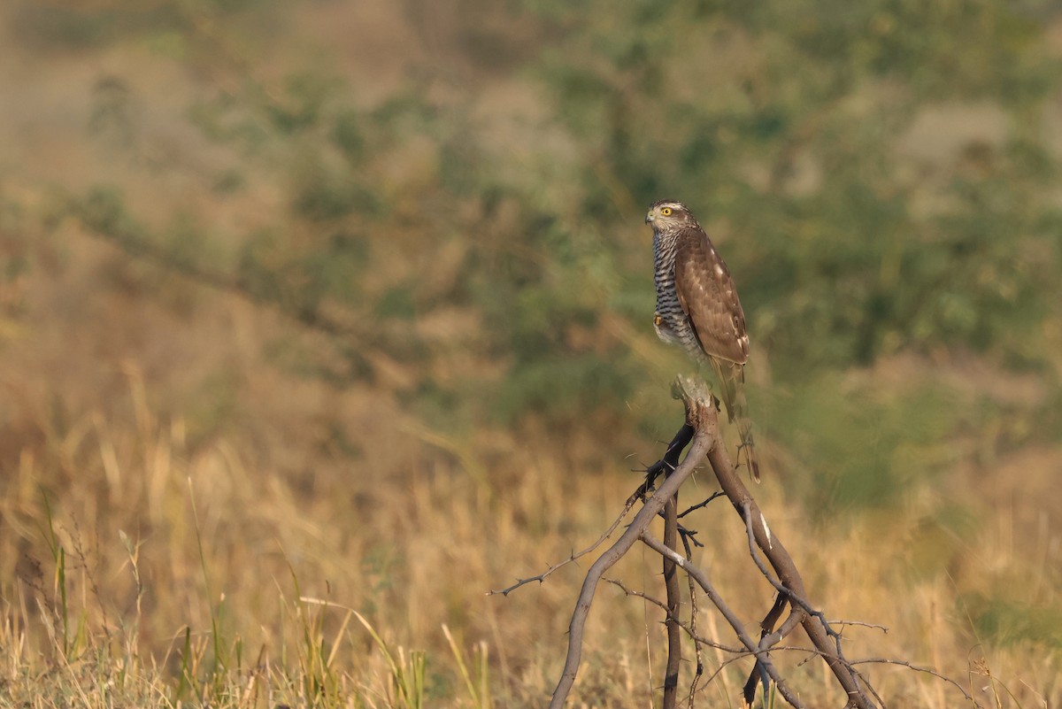 Sparviere - ML646637196