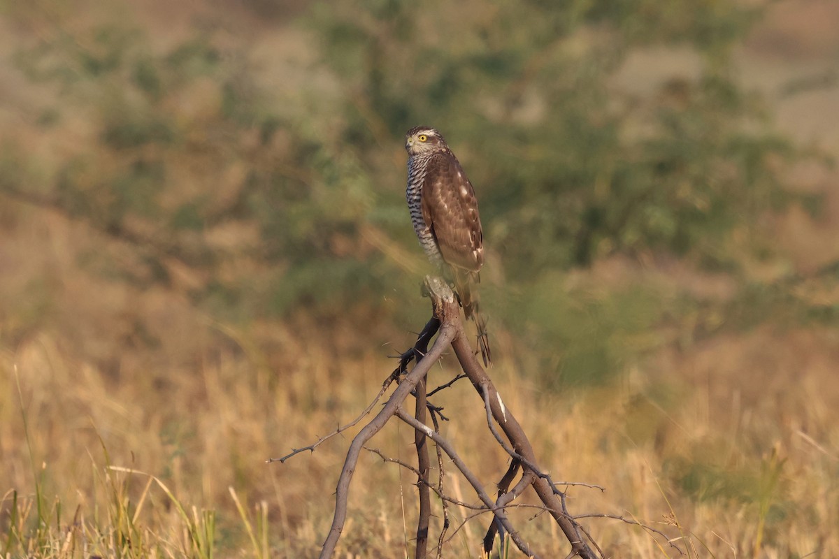 Sparviere - ML646637197