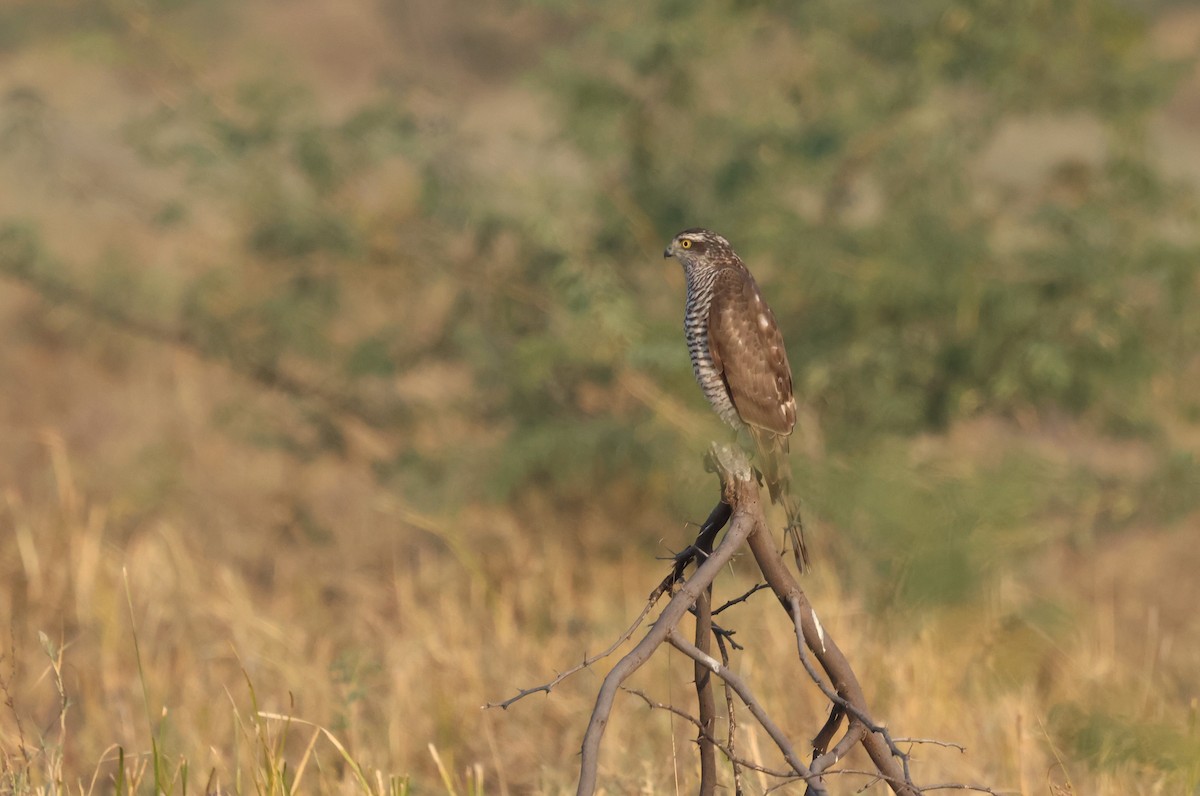 Sparviere - ML646637198