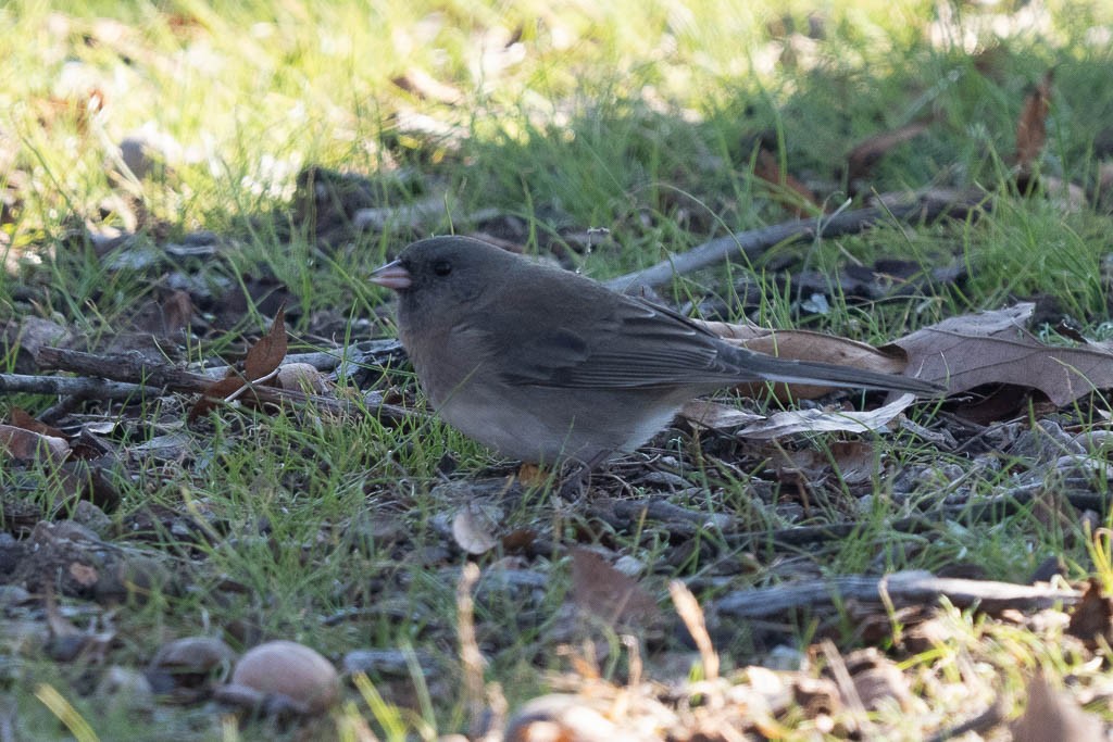 Dark-eyed Junco - ML646637200