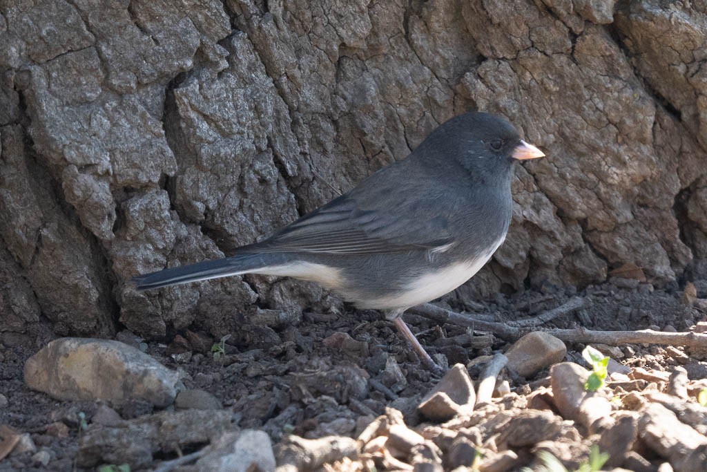 Dark-eyed Junco - ML646637201