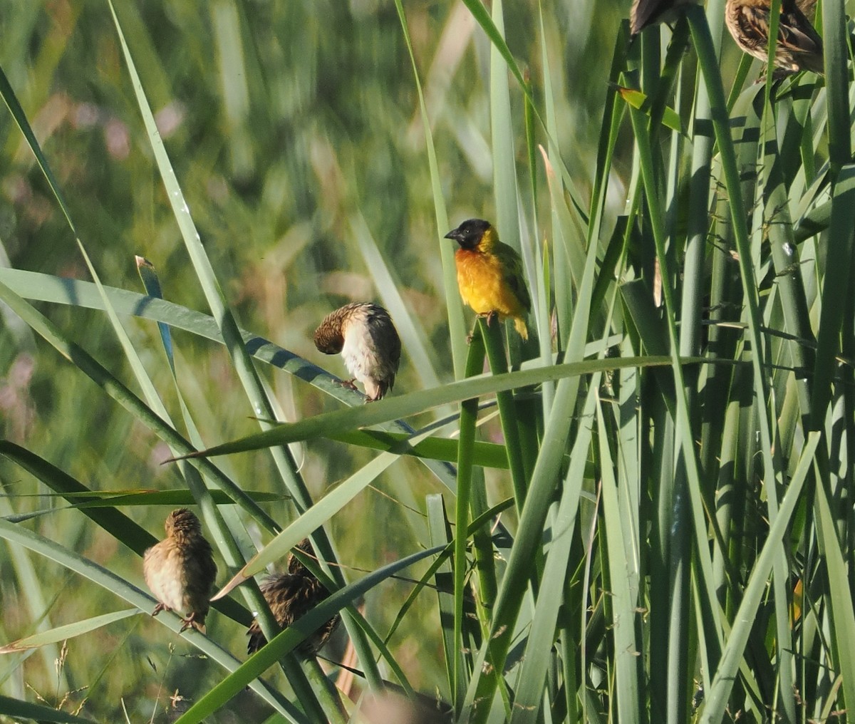 Black-headed Weaver - ML646637202