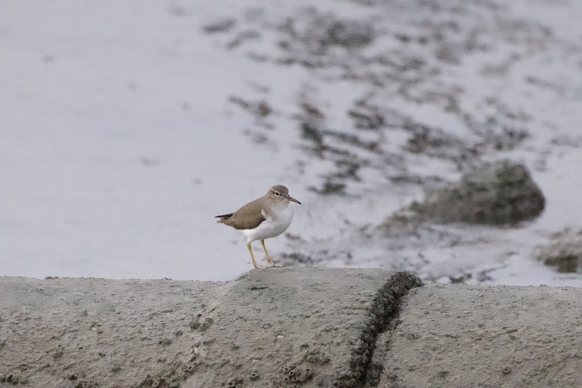 Chevalier grivelé - ML646637205