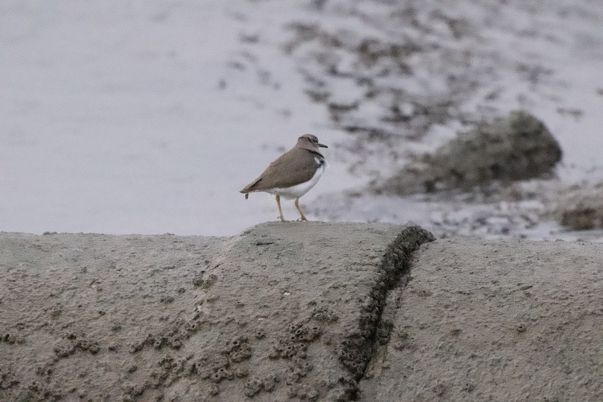 Chevalier grivelé - ML646637206