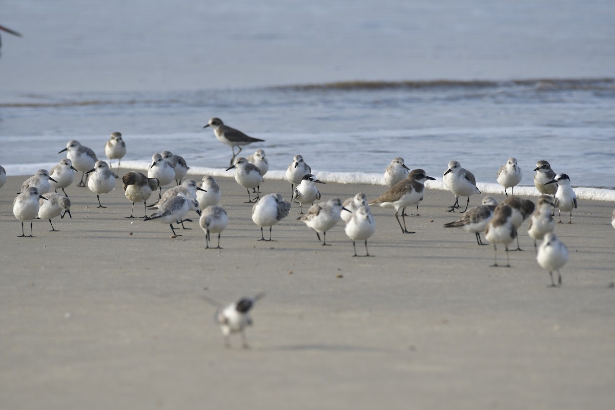 חופמי חוף - ML646637211