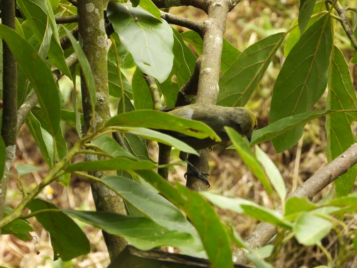 Tangara des palmiers - ML646637212