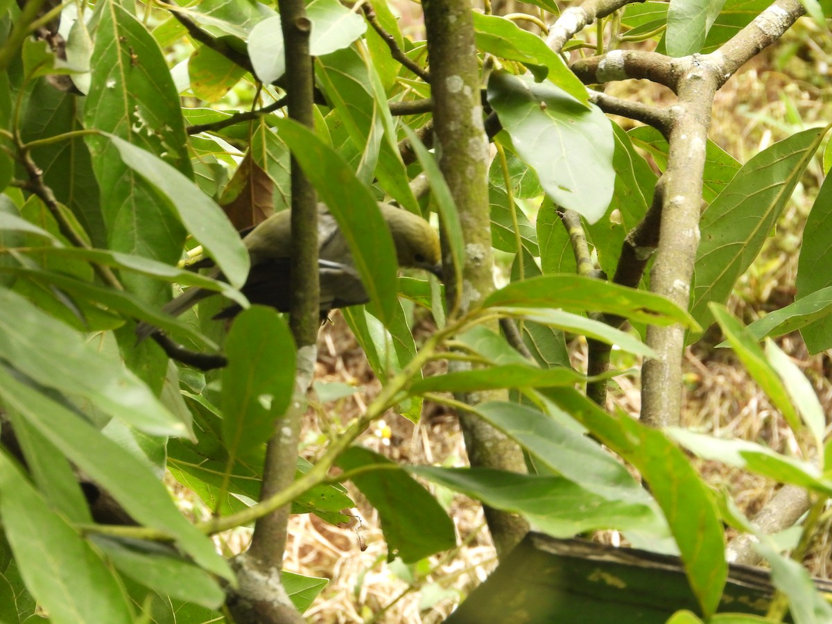 Tangara des palmiers - ML646637213