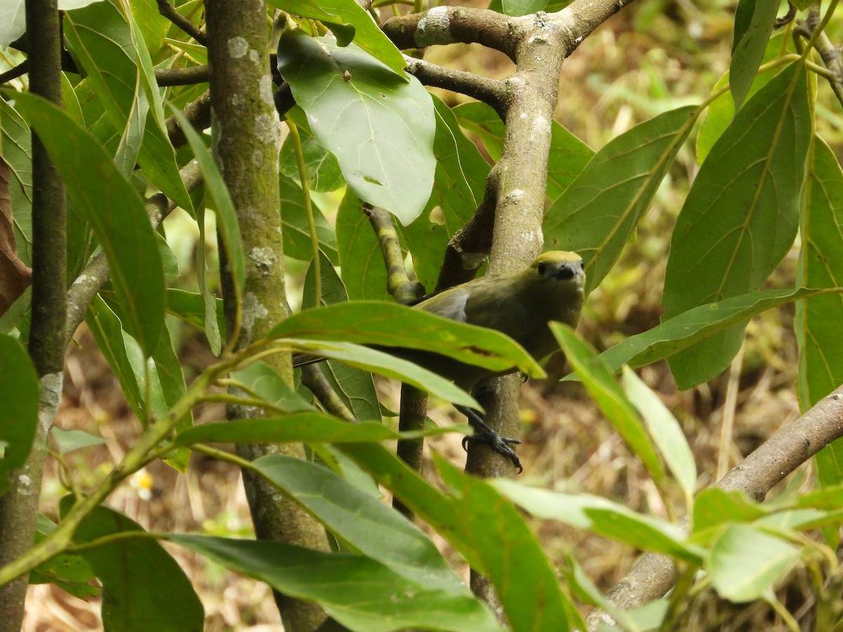 Tangara des palmiers - ML646637214