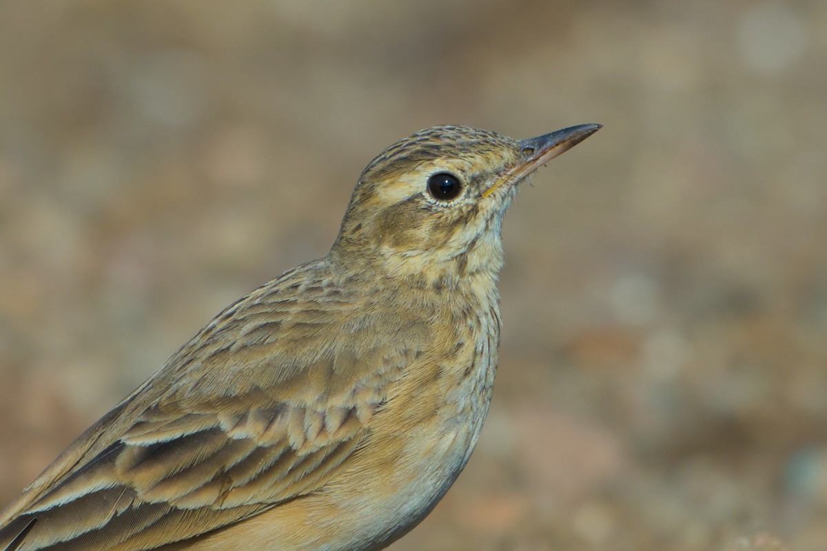 Orientspornpieper - ML646637215