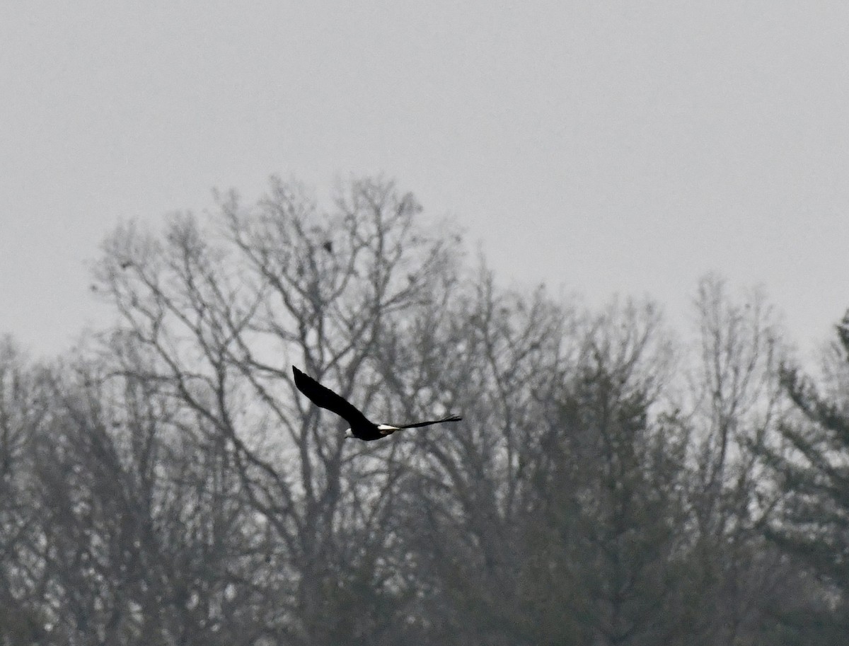 Pygargue à tête blanche - ML646637218