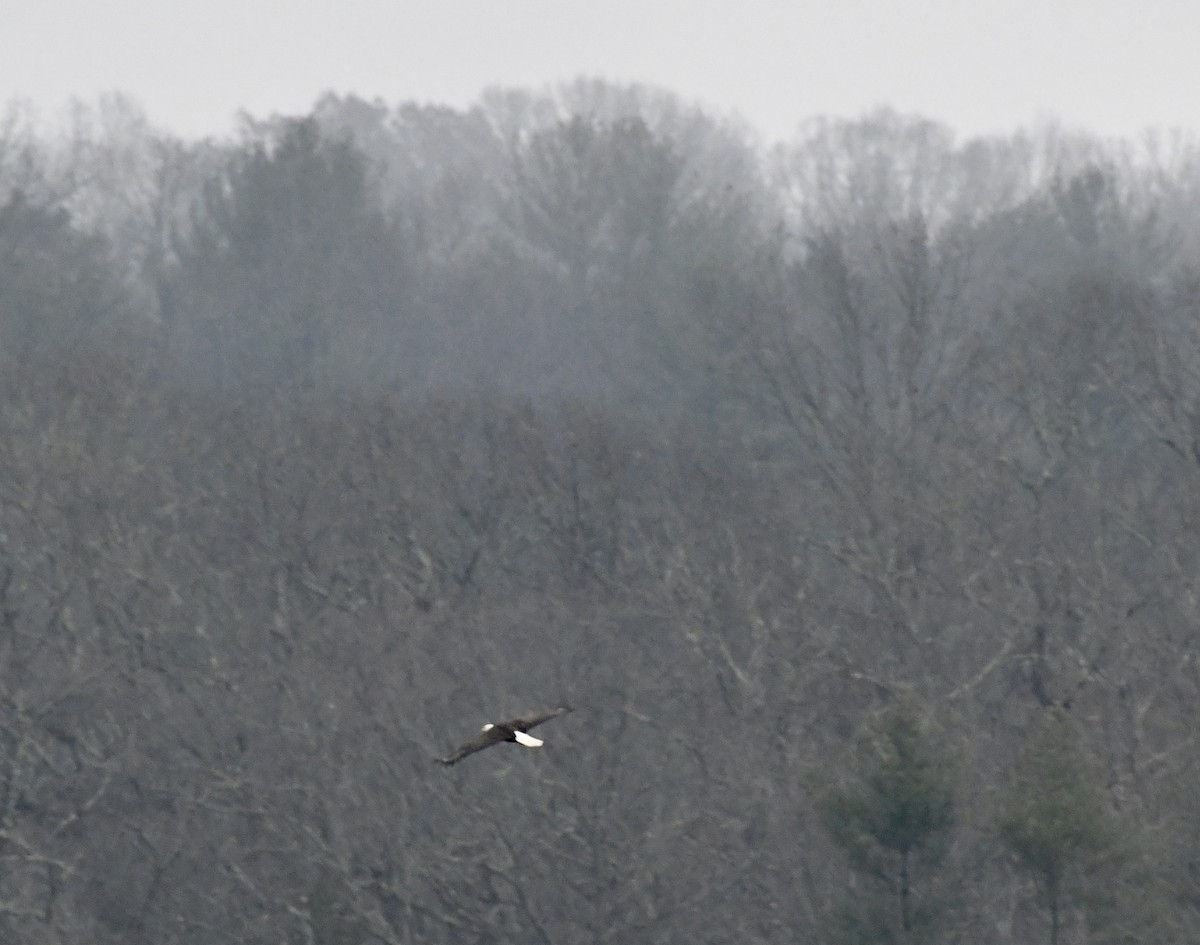 Pygargue à tête blanche - ML646637219