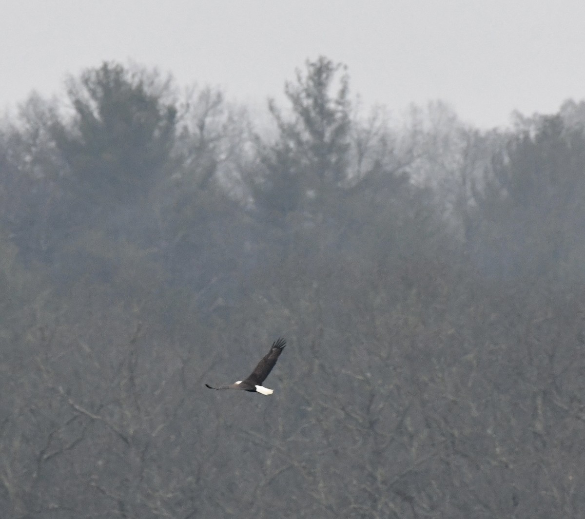 Pygargue à tête blanche - ML646637221
