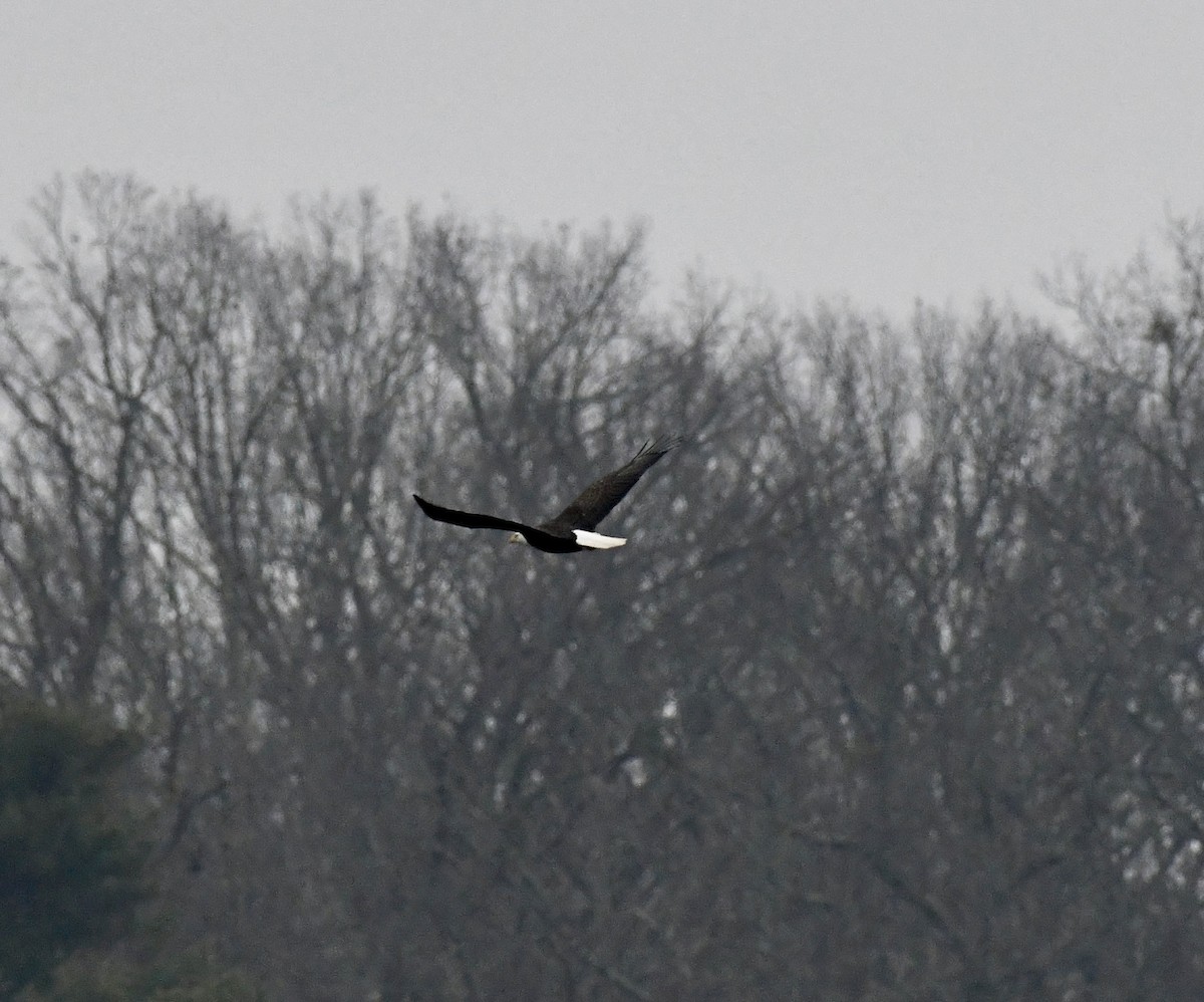 Pygargue à tête blanche - ML646637222