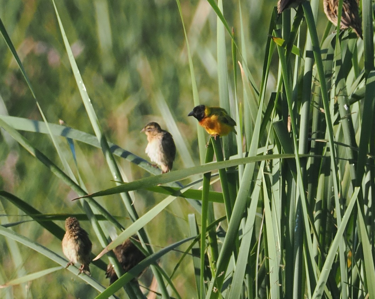 Black-headed Weaver - ML646637223