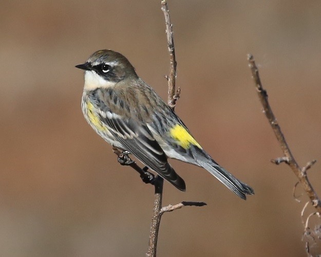 Пісняр-лісовик жовтогузий - ML646637224