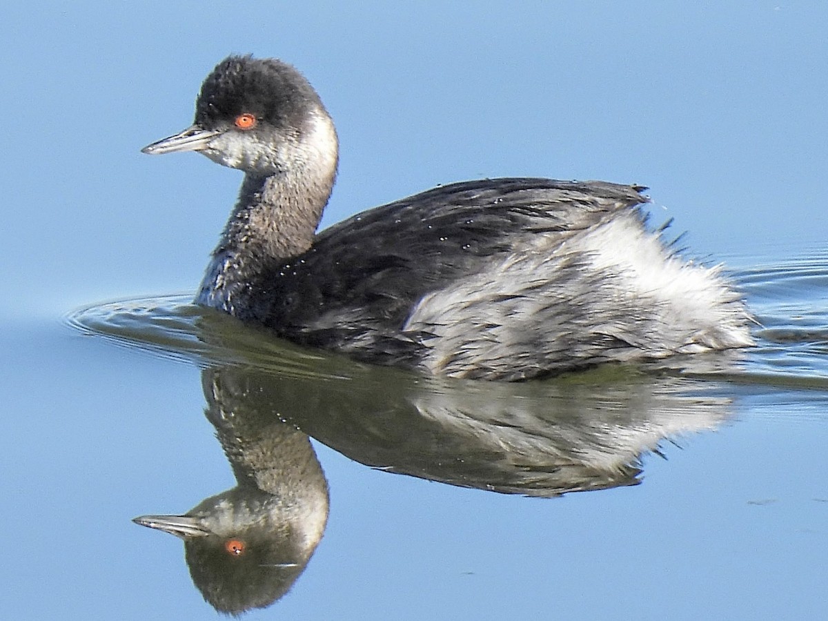 Grèbe à cou noir - ML646637225