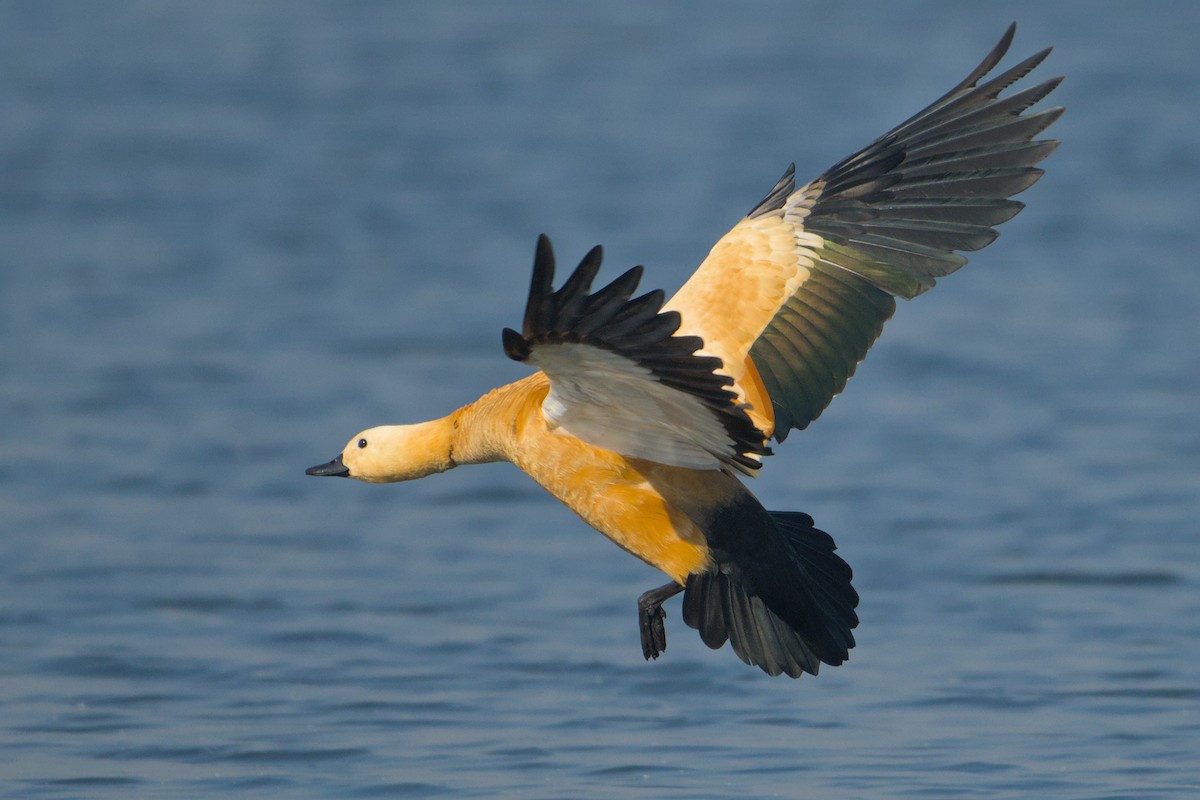 Rostgans - ML646637226