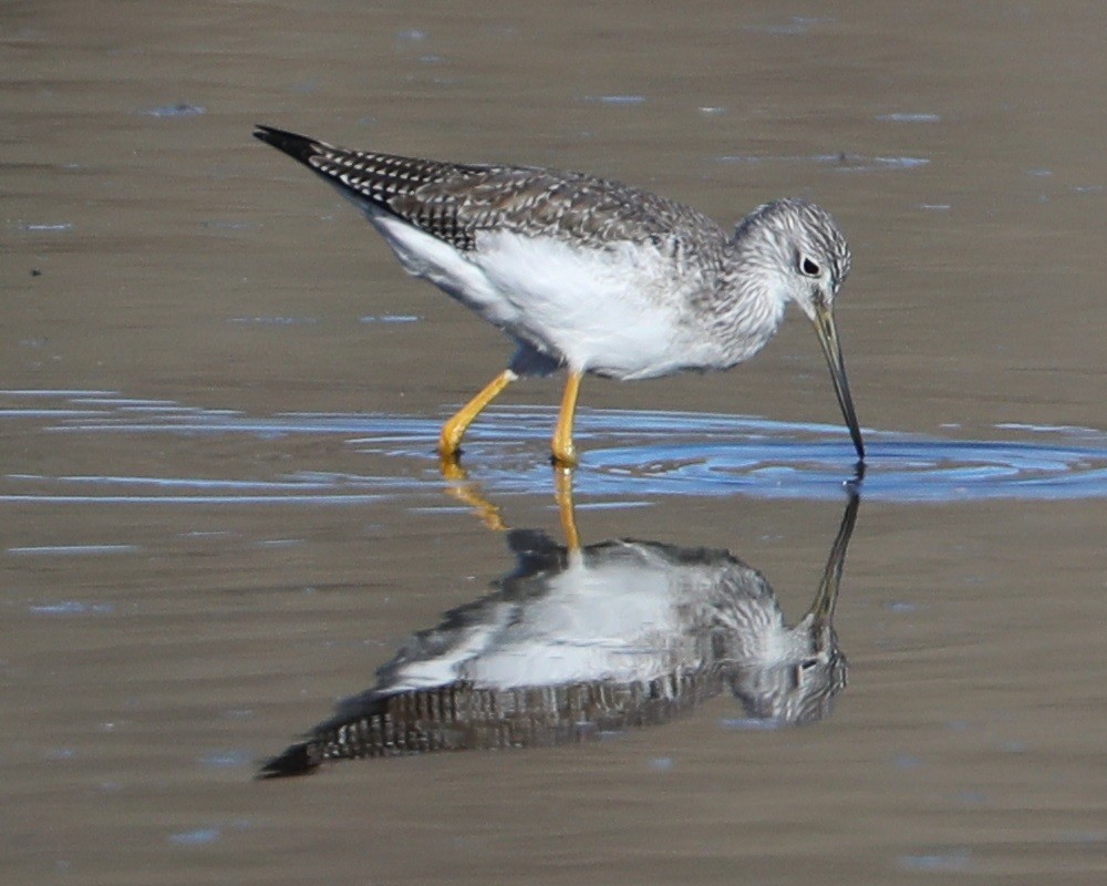 Коловодник строкатий - ML646637230