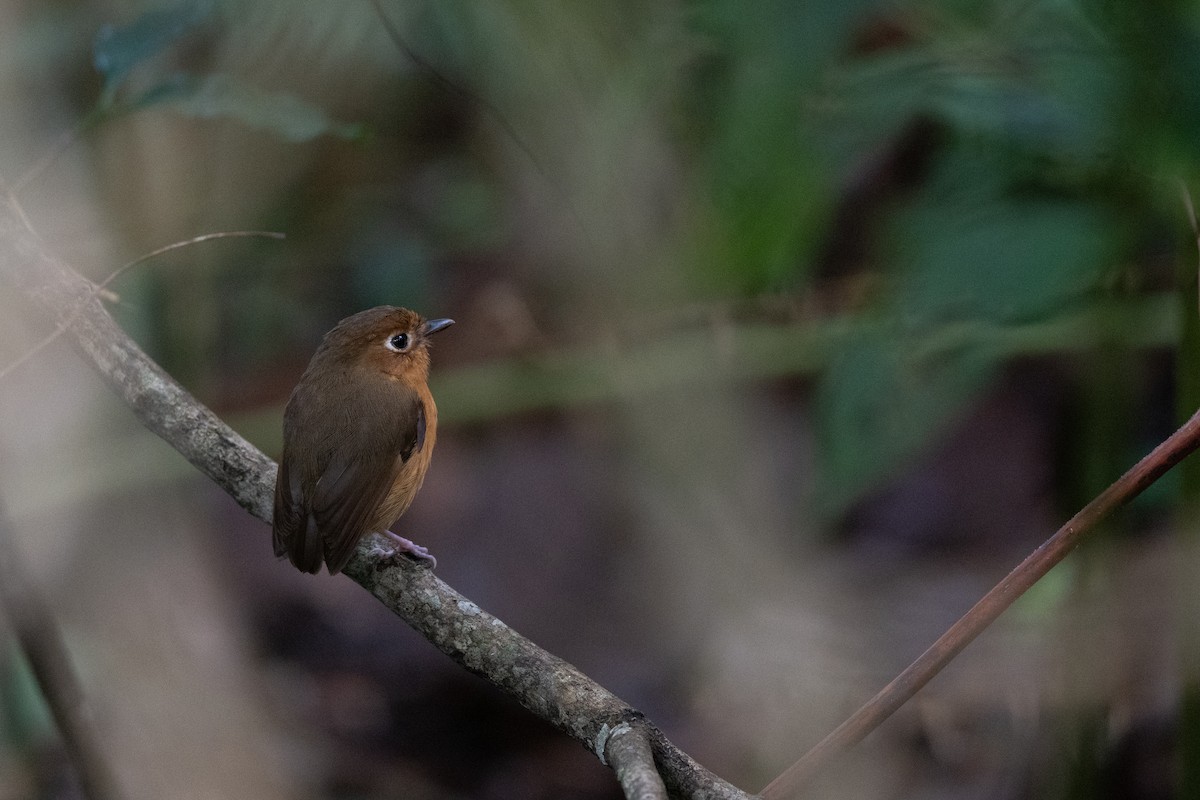 Сантамартийский тапакуло - ML646637231