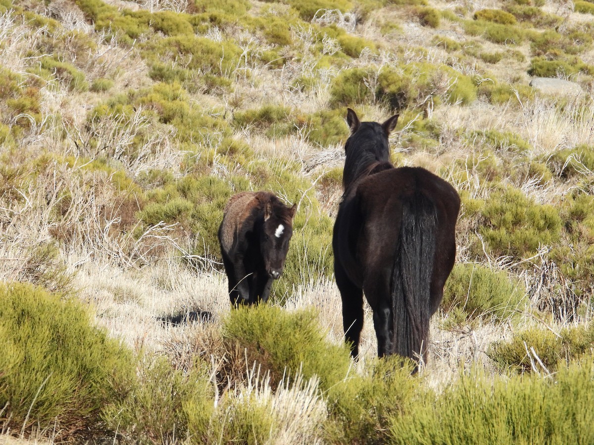 Equines - ML646637232