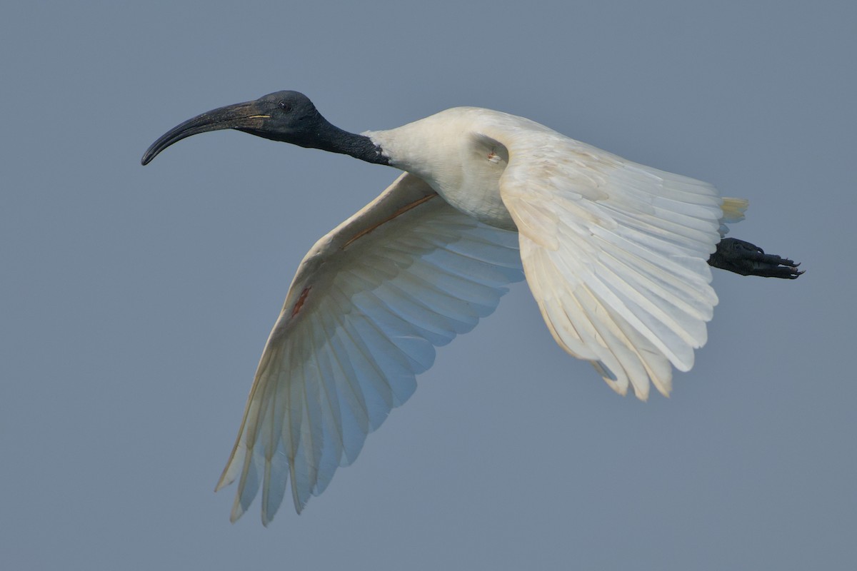 Schwarzkopfibis - ML646637233