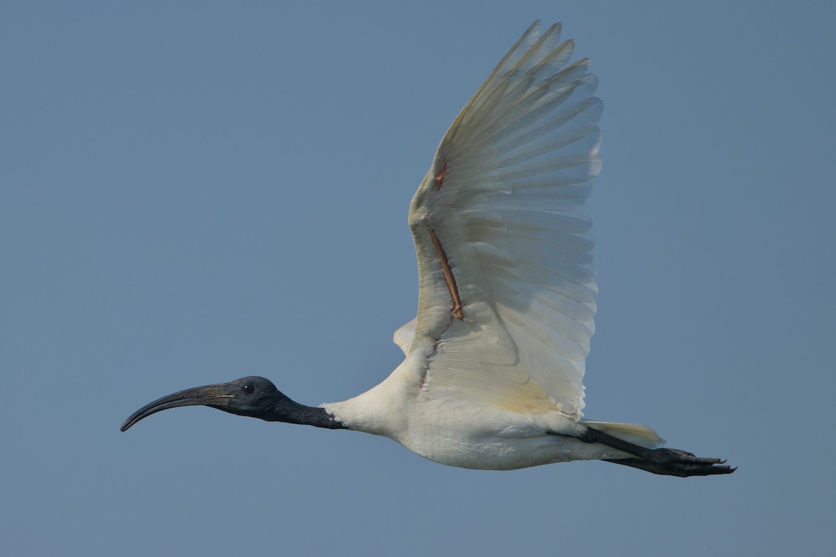 Schwarzkopfibis - ML646637234