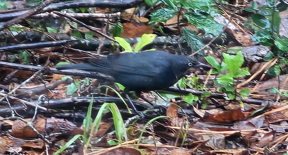 Rusty Blackbird - ML646637236