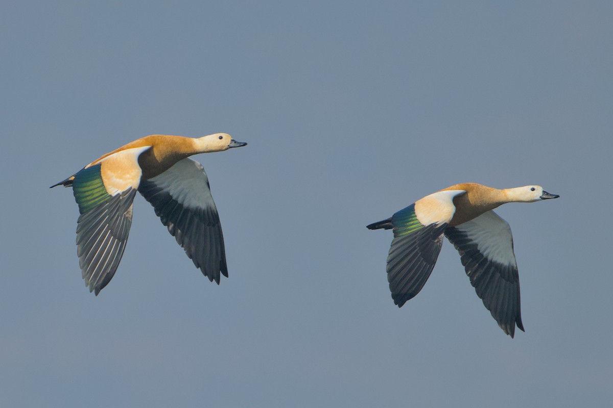 Rostgans - ML646637237