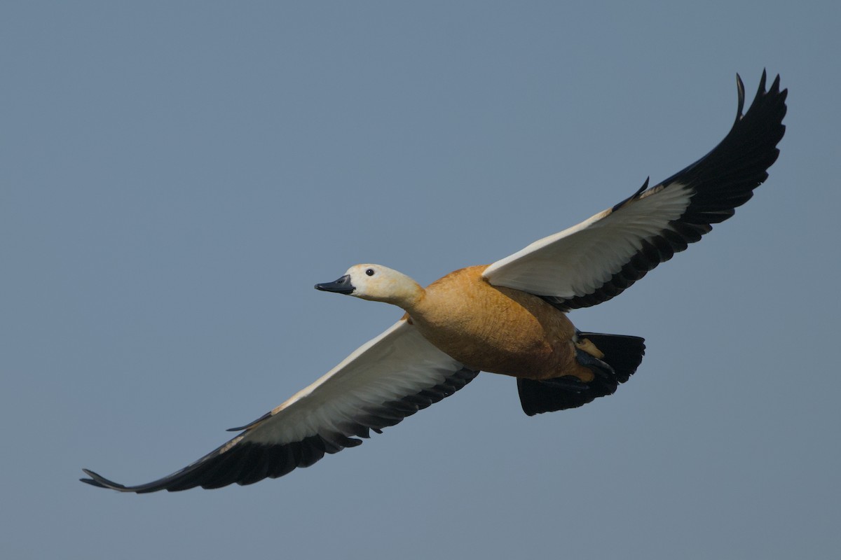 Rostgans - ML646637238