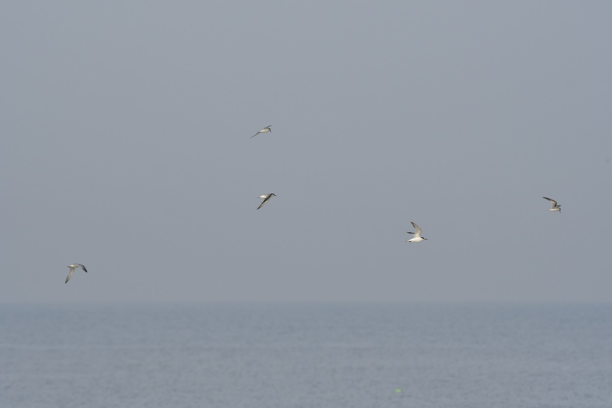 Common Tern - ML646637239