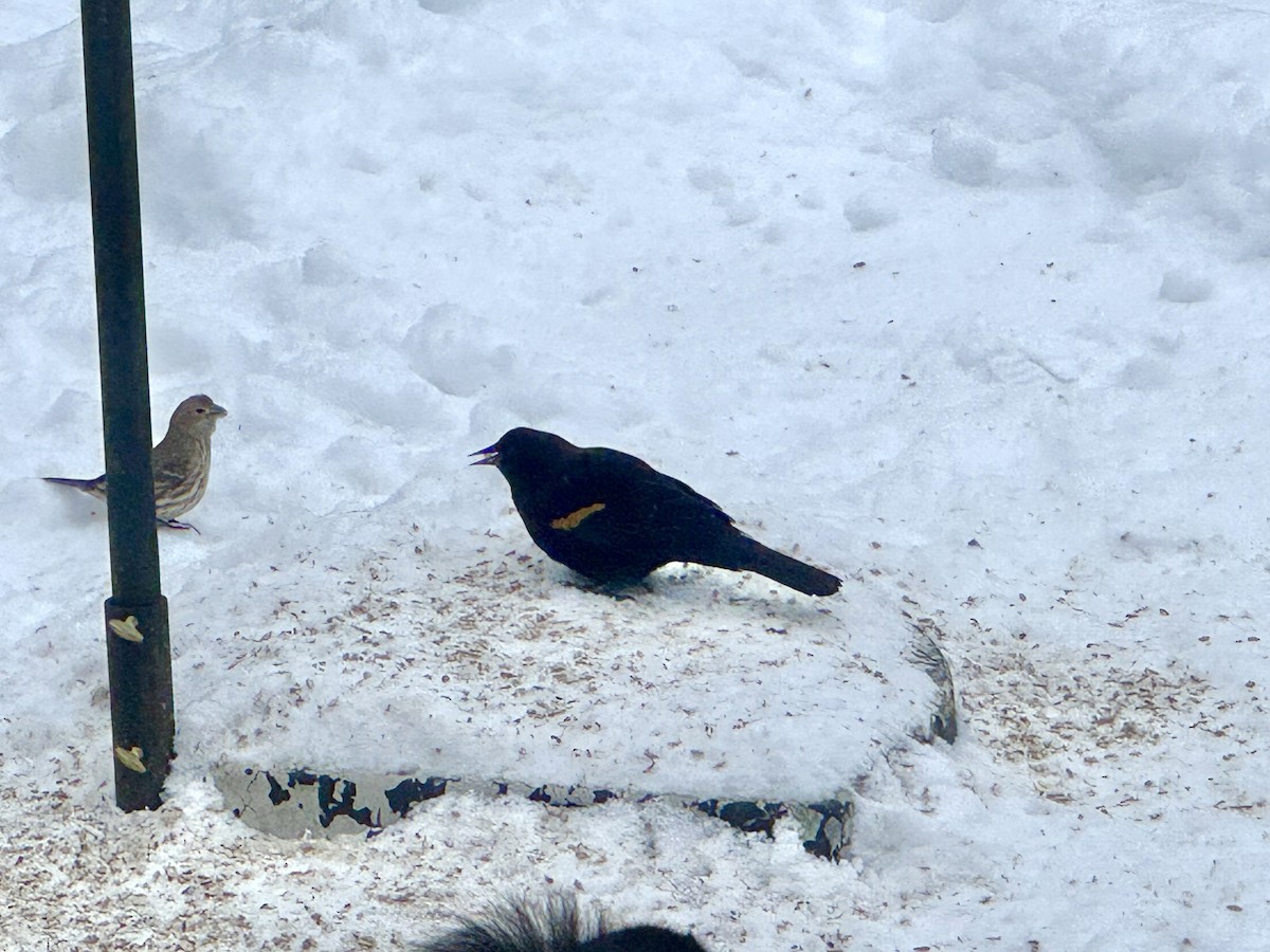 Red-winged Blackbird - ML646637240