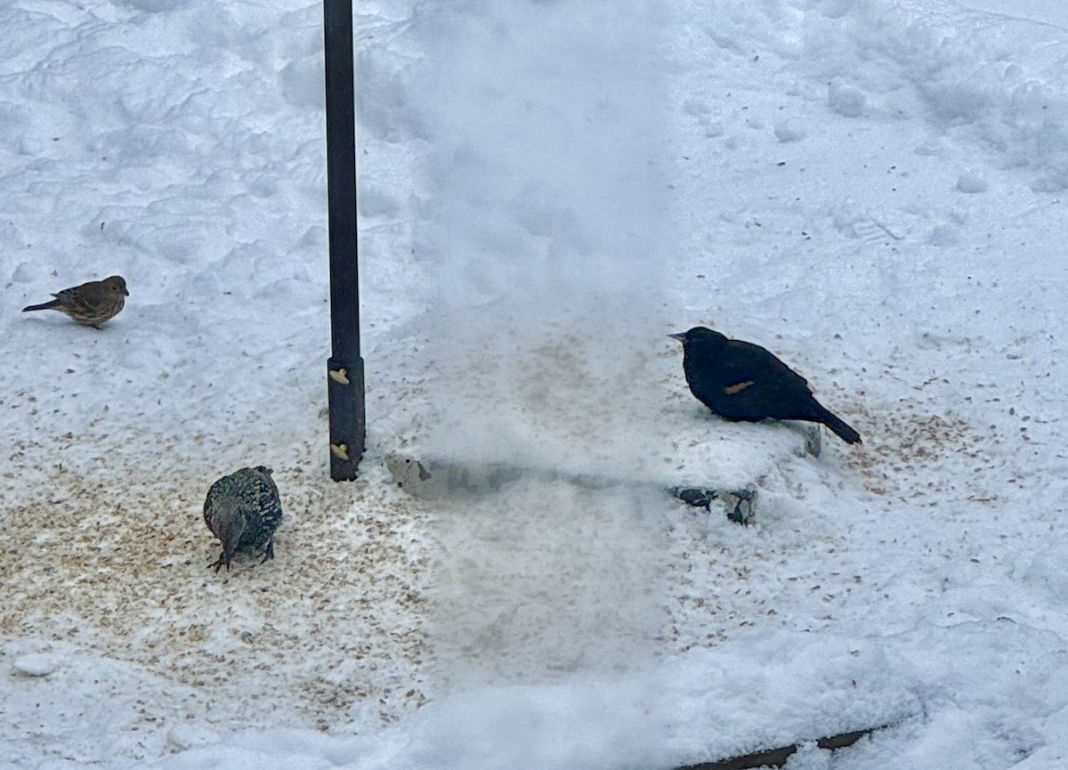 Red-winged Blackbird - ML646637241