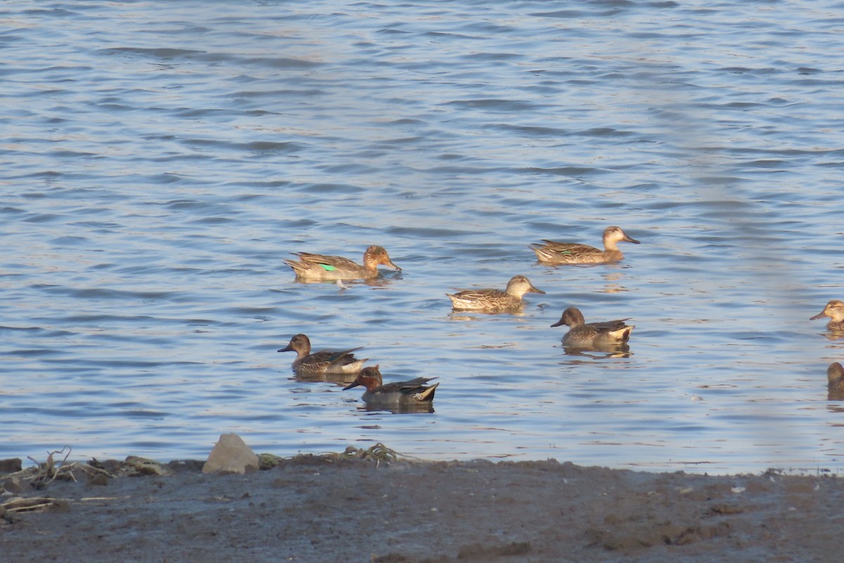 Green-winged Teal - ML646637246