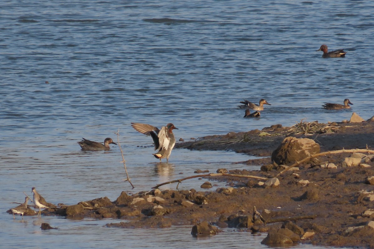 Green-winged Teal - ML646637247