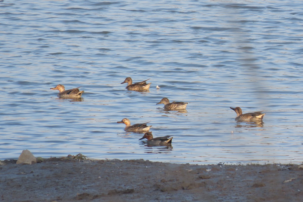 Green-winged Teal - ML646637248