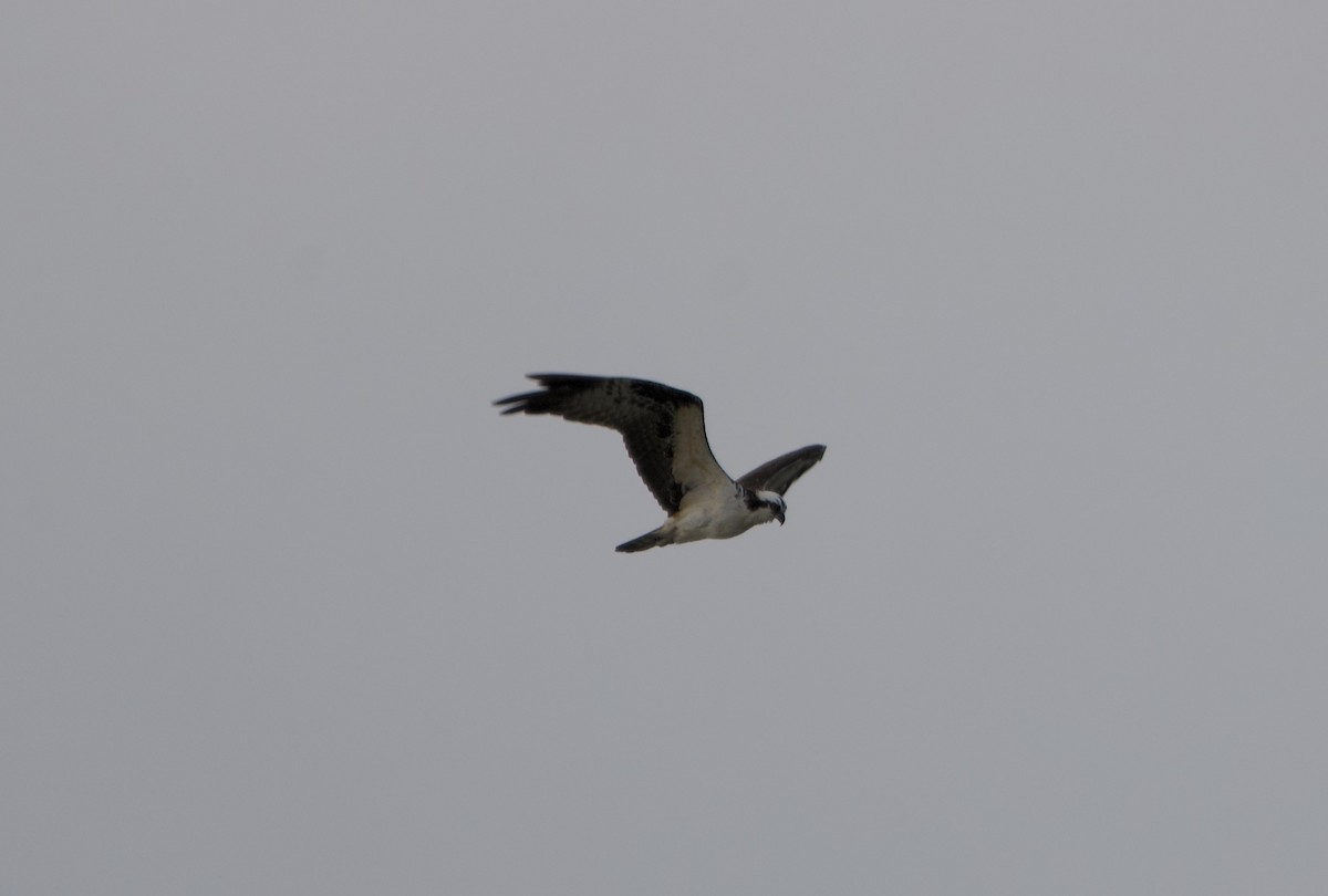 Balbuzard pêcheur - ML646637249