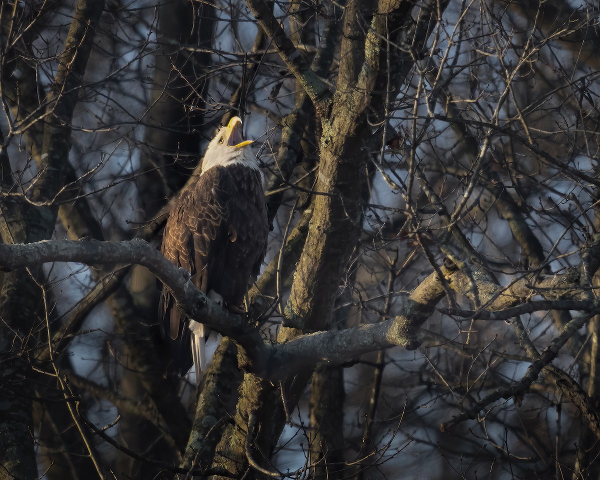 Pygargue à tête blanche - ML646637251