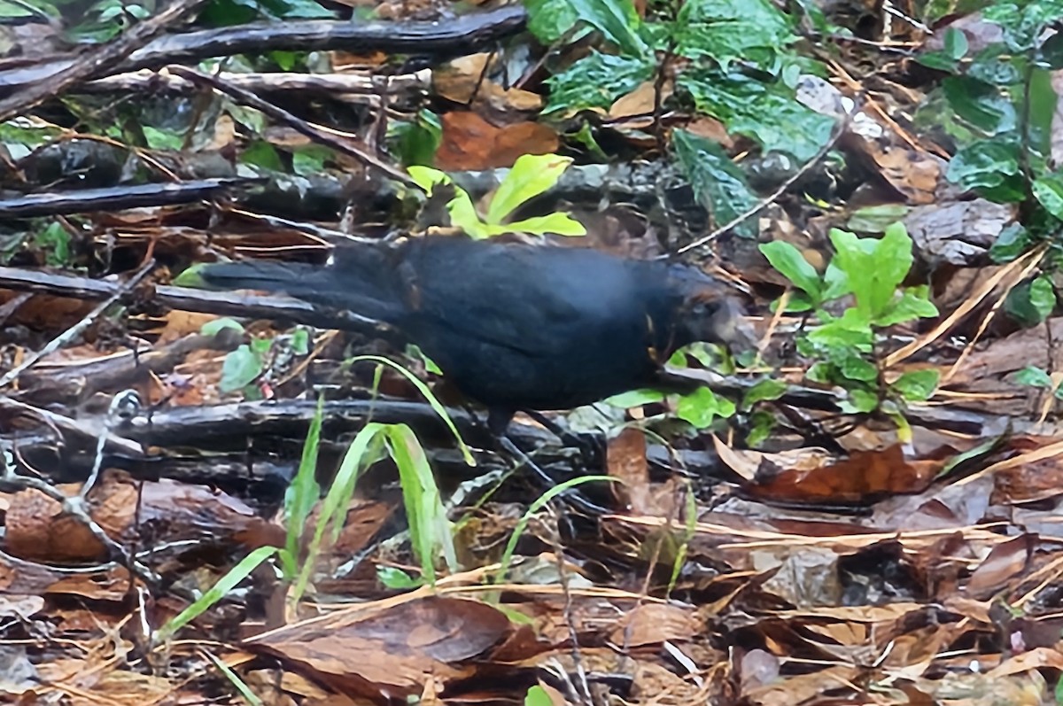 Rusty Blackbird - ML646637252