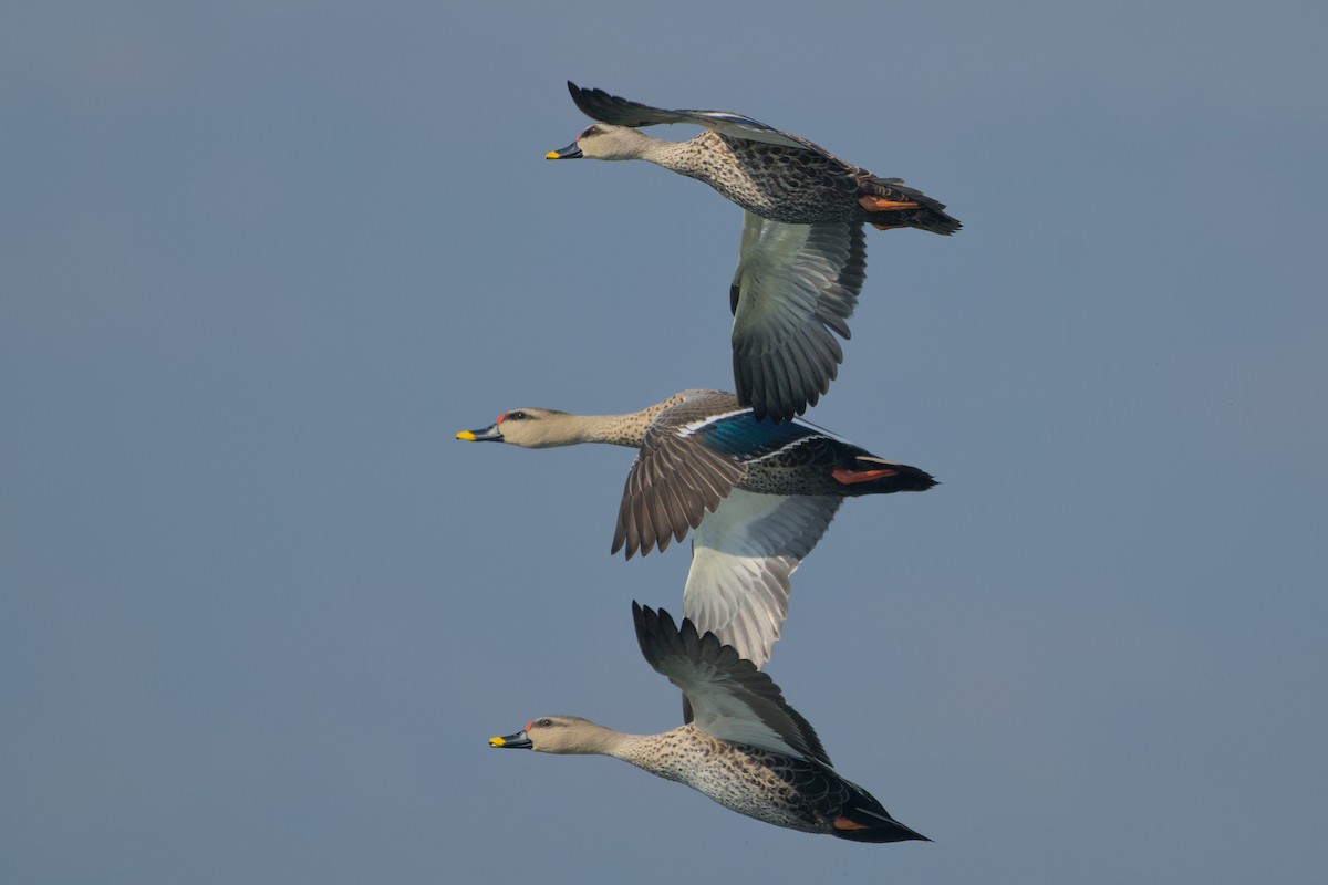 Indien-Fleckschnabelente - ML646637253