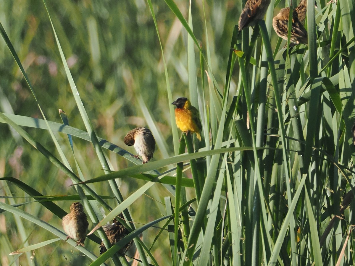 Black-headed Weaver - ML646637254