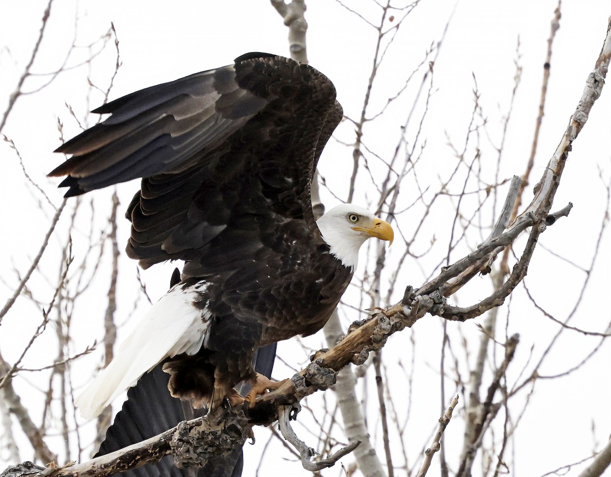 Bald Eagle - ML646637256