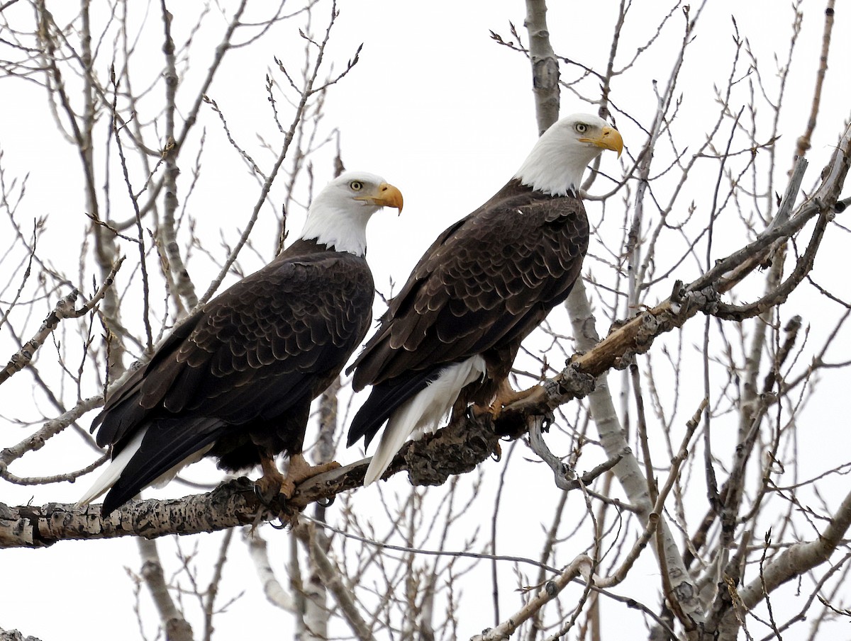Bald Eagle - ML646637257