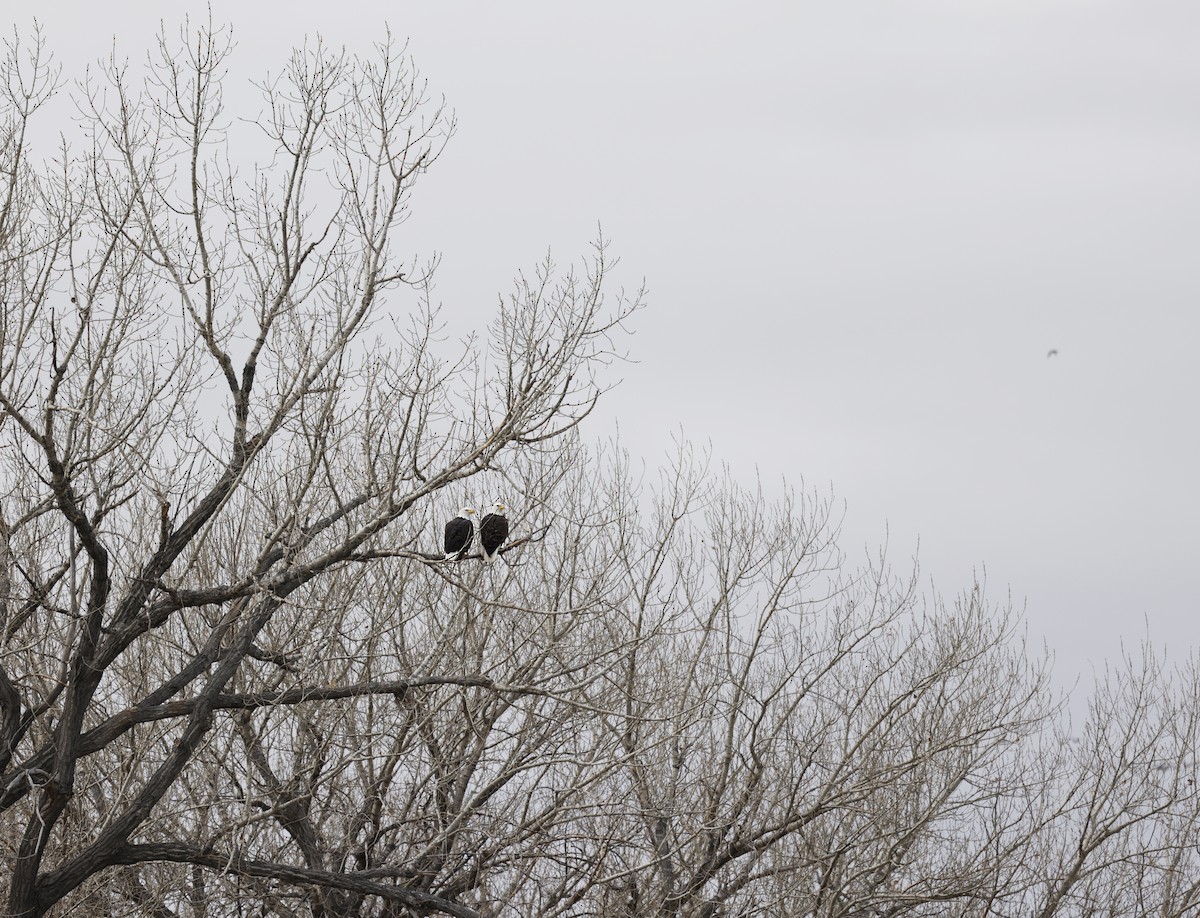 Bald Eagle - ML646637258